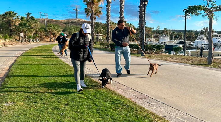 Arranca iniciativa “Pasea una mascota rescatada” en Los Cabos