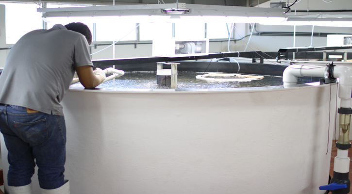 Impulsa la sostenibilidad ambiental el uso de plantas y compuestos vegetales en la acuicultura