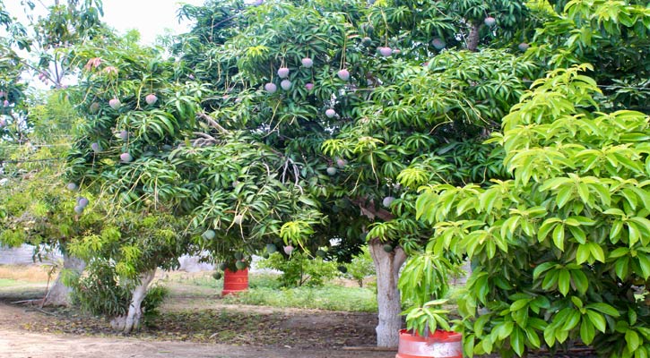 En BCS únicamente hay incidencia de mosca de la fruta en Todos Santos