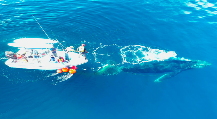 Desenmallan a una ballena en aguas cercanas a la bahía de La Paz
