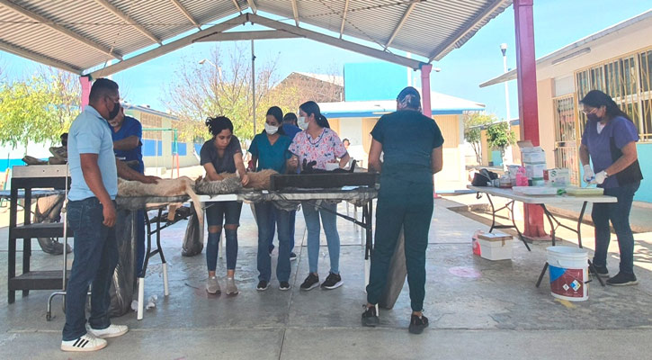 Se han esterilizado en marzo a más de 463 perros y gatos en Los Cabos