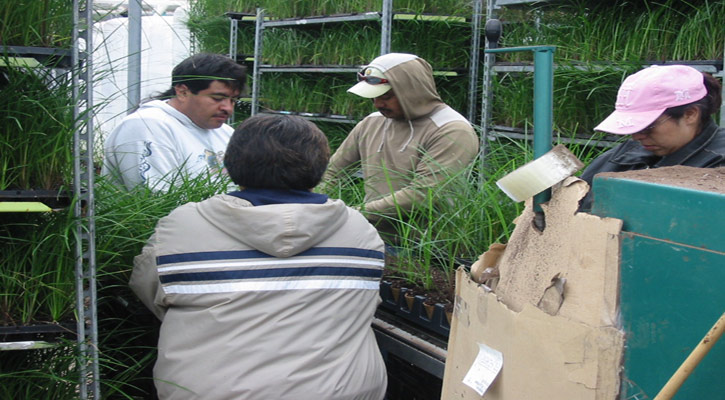 No rechazarán solicitudes de empleo ante medidas consulares canadienses: SNE