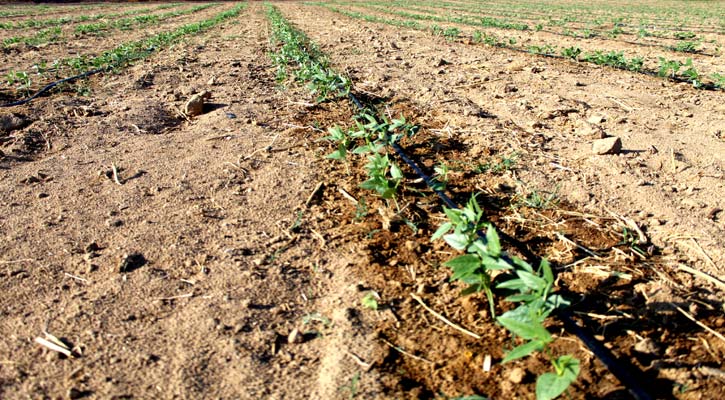 Existen 60 mil hectáreas para uso agrícola en BCS; 36 mil están activas