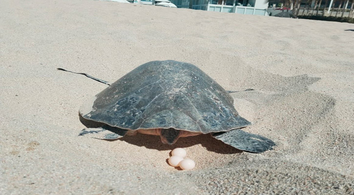 Redoblan recorridos en playas donde se concentran las llegadas de las tortugas para su anidación en Los Cabos