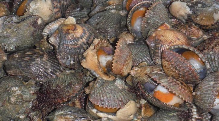 Inició período de captura de almeja catarina en el complejo lagunar Bahía Magdalena Inició período de captura de almeja catarina en el complejo lagunar Bahía Magdalena