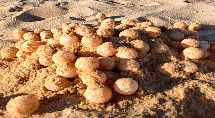 Resguardan 405 huevos de tortuga localizados en playas de SJC y CSL