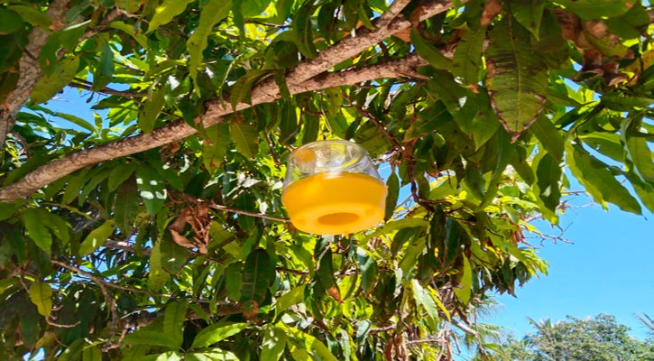 Ha destinado 35 mdp el gobierno de BCS en campaña contra la mosca de la fruta