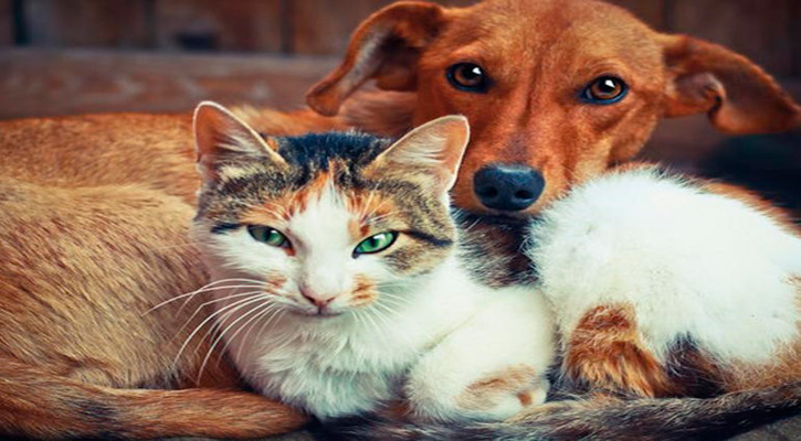 Efectuarán campañas de esterilización canina y felina en SJC y Santiago