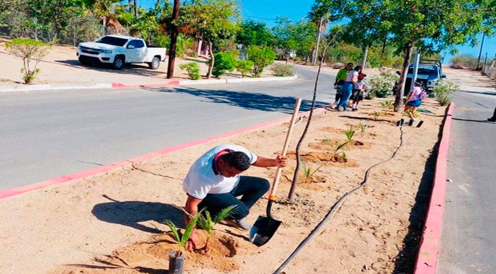 Continúa programa de reforestación en calles, escuelas y espacios públicos en Los Cabos Continúa programa de reforestación en calles, escuelas y espacios públicos en Los Cabos