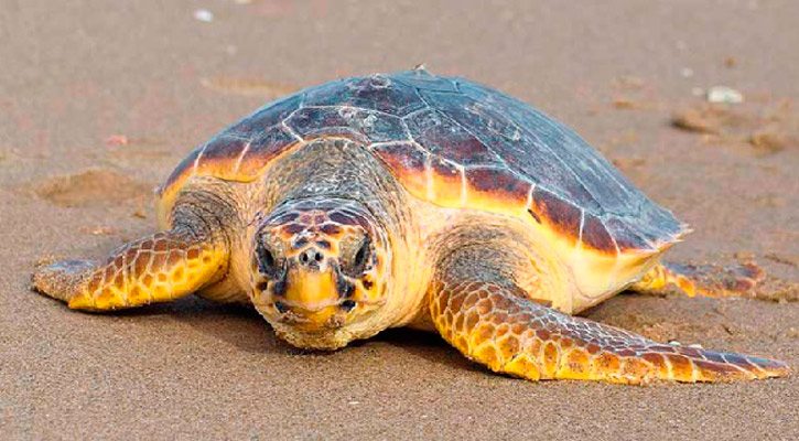 Investigarán de mayo a agosto causas de varamiento y mortandad de la tortuga amarilla en el Golfo de Ulloa Investigarán de mayo a agosto causas de varamiento y mortandad de la tortuga amarilla en el Golfo de Ulloa