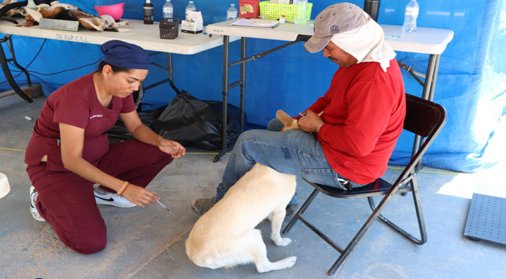 Buscan aplicar 46 mil vacunas antirrábicas en Los Cabos