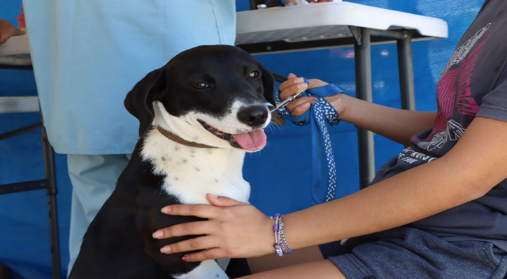 Practican semanalmente campañas de esterilización y jornadas de vacunación antirrábica canina y felina en Los Cabos