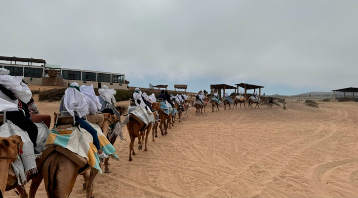 Ofrecen paseo en camellos a 33 niños y jóvenes del PAMAR en Los Cabos Ofrecen paseo en camellos a 33 niños y jóvenes del PAMAR en Los Cabos