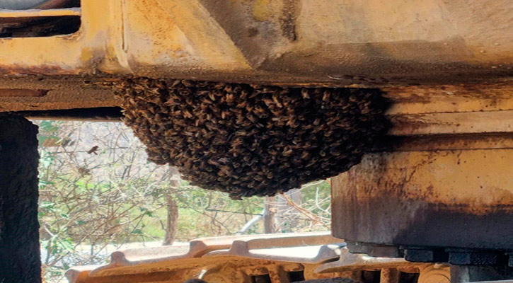 Se han reportado en fechas recientes más de 10 enjambres de abejas en La Ribera