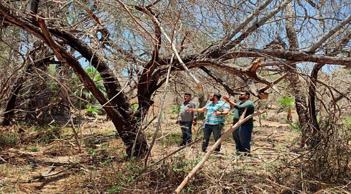 Reforestarán el Estero SJC para su recuperación
