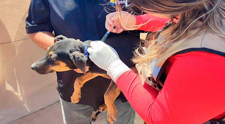 Acciones de prevención y control reducen la incidencia de rickettsiosis en zona del Vizcaíno, en Mulegé