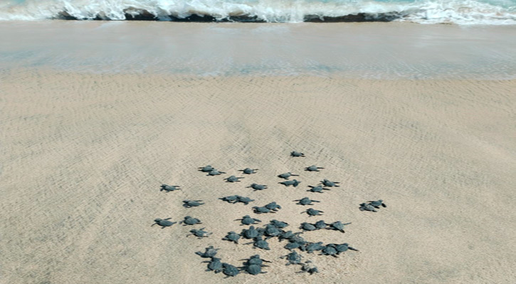 Nacieron las primeras crías de la temporada de tortuga Golfina en SJC