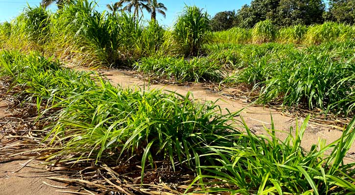 Se han distribuido más de 6 mil kilos de zacate cuba 22 durante el primer semestre en BCS Se han distribuido más de 6 mil kilos de zacate cuba 22 durante el primer semestre en BCS