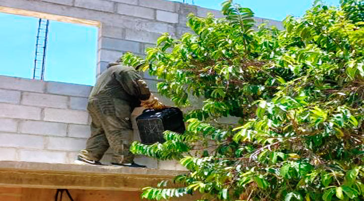 Reportan casos de abejas en 3 colonias y maltrato animal en CSL