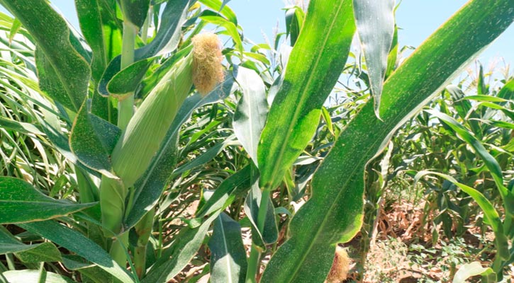 Implementa la UABCS innovador proyecto de agricultura orgánica en su campo agrícola Implementa la UABCS innovador proyecto de agricultura orgánica en su campo agrícola