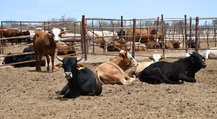 Implementa gobierno de BCS programas de apoyo para garantiza alimento al ganado bovino y caprino