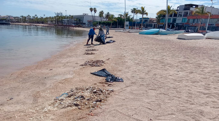 Recolectaron alrededor de 5 toneladas de desechos orgánicos en bahía de La Paz; se incineraron