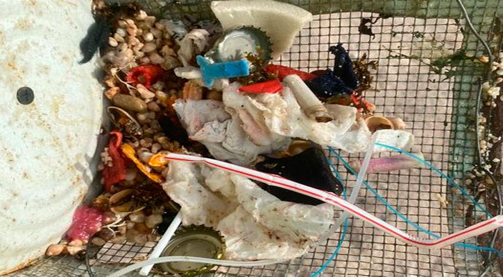 Efectúan acciones de limpieza en el fondo marino de Los Cabos