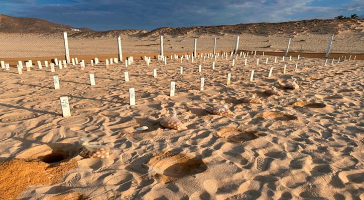 Registro masivo de tortuga golfina en CSL