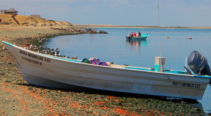 Reconoce Gobernador la extorsión de pescadores en BCS