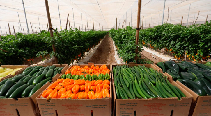 Buscan que productores locales se preparen para el crecimiento poblacional de BCS