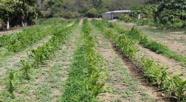 Emite Sepada recomendaciones al sector agropecuario en temporada de lluvias en BCS