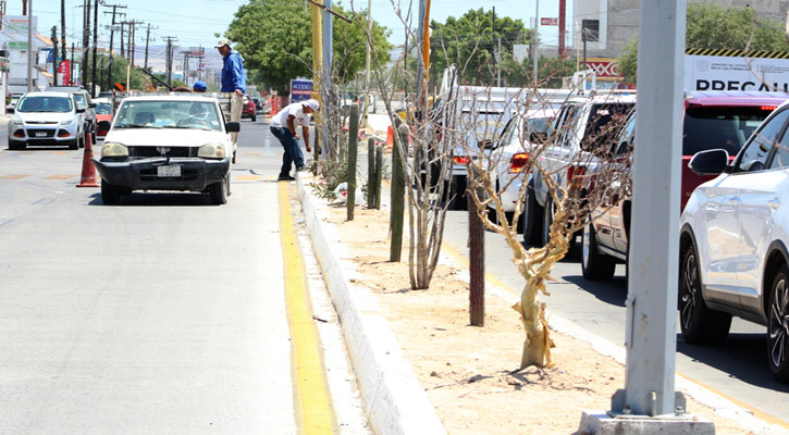 Se han trasplantado más de 1,200 ejemplares endémicos en “Camellones Choyeros” en bulevar Olachea en La Paz
