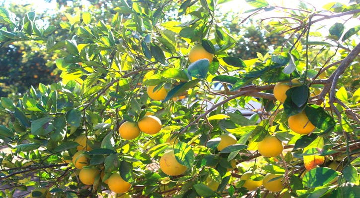 Planean campaña para proteger cítricos de BCS Planean campaña para proteger cítricos de BCS