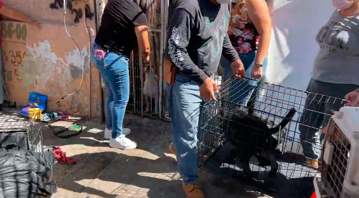Rescatan 16 perros que se encontraban en abandono en domicilio de La Paz Rescatan 16 perros que se encontraban en abandono en domicilio de La Paz