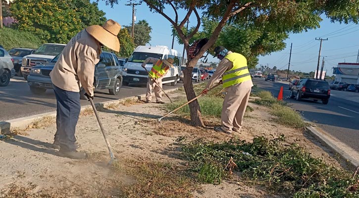 Dan mantenimiento en camellones de las principales vialidades de Los Cabos Dan mantenimiento en camellones de las principales vialidades de Los Cabos