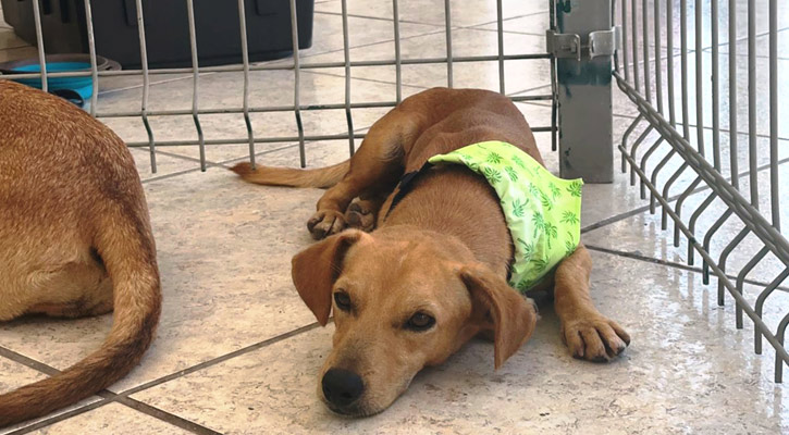 Invita Centro de Atención Canina a la Feria de Adopción en el Palacio Municipal de La Paz Invita Centro de Atención Canina a la Feria de Adopción en el Palacio Municipal de La Paz