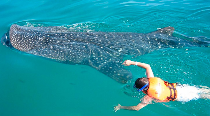 Negativa de permisos para tiburón ballena es por supuestas lesiones de ejemplares Negativa de permisos para tiburón ballena es por supuestas lesiones de ejemplares