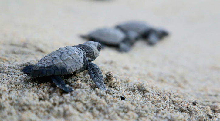 Efectuó DIF Los Cabos liberación de tortugas por sobrevivientes de cáncer de mama