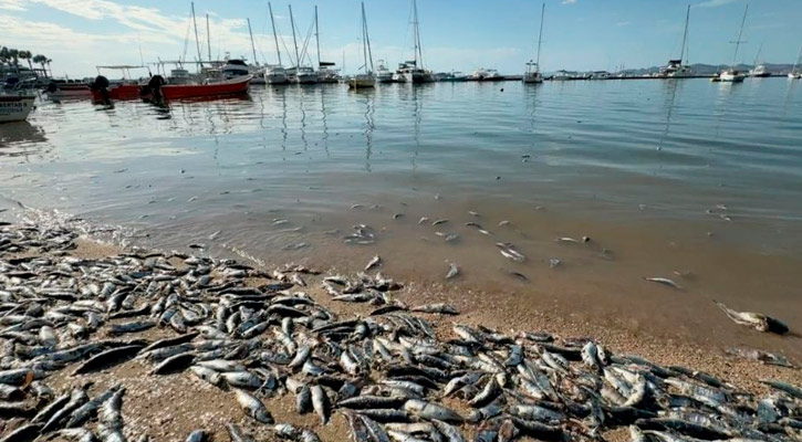 “A veces hacemos menos de lo que deberíamos ante cambio climático”: rector Dante Salgado “A veces hacemos menos de lo que deberíamos ante cambio climático”: rector Dante Salgado