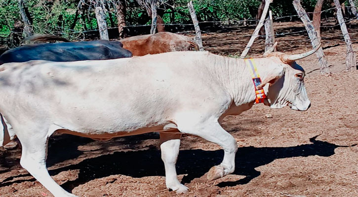 Inicia plan integral para reducir accidentes viales en la Transpeninsular con entrega de collares fluorescentes en Los Cabos Inicia plan integral para reducir accidentes viales en la Transpeninsular con entrega de collares fluorescentes en Los Cabos
