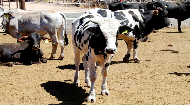 Anuncian plan emergente para mitigar efectos de la sequía a productores y ganaderos de Los Cabos Anuncian plan emergente para mitigar efectos de la sequía a productores y ganaderos de Los Cabos