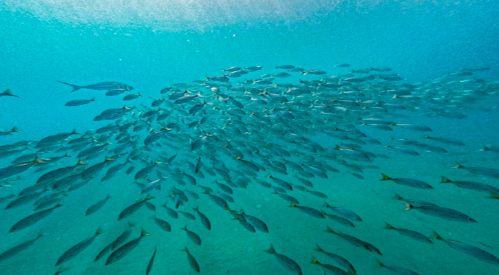 Efectúan en Los Cabos monitoreo submarino para proteger especies en riesgo Efectúan en Los Cabos monitoreo submarino para proteger especies en riesgo