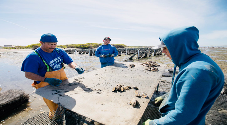 Espera Sepada superar las 5 mil toneladas de ostión japonés en BCS Espera Sepada superar las 5 mil toneladas de ostión japonés en BCS