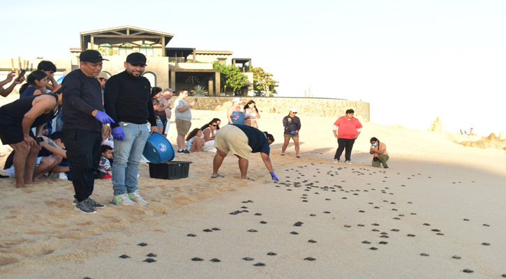 Liberan 200 tortugas golfinas en playa de CSL