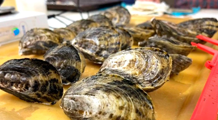 Ocupa BCS primer lugar nacional de acuacultura de ostión y cuarto en pesquerías Ocupa BCS primer lugar nacional de acuacultura de ostión y cuarto en pesquerías