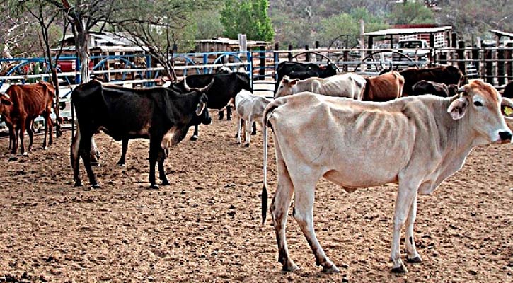 Equipatas, la esperanza de rancheros para paliar la sequía en BCS