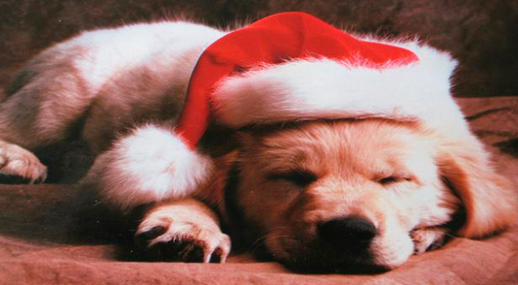Invitan al evento “Navidad de pelos” para tomarse fotografías con Santa Claus en La Paz