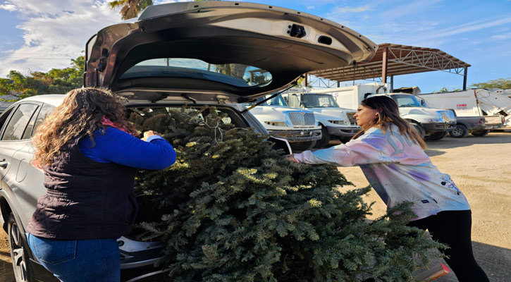 Inició Servicios Públicos el acopio de árboles navideños para transformarlos en composta en CSL y SJC Inició Servicios Públicos el acopio de árboles navideños para transformarlos en composta en CSL y SJC