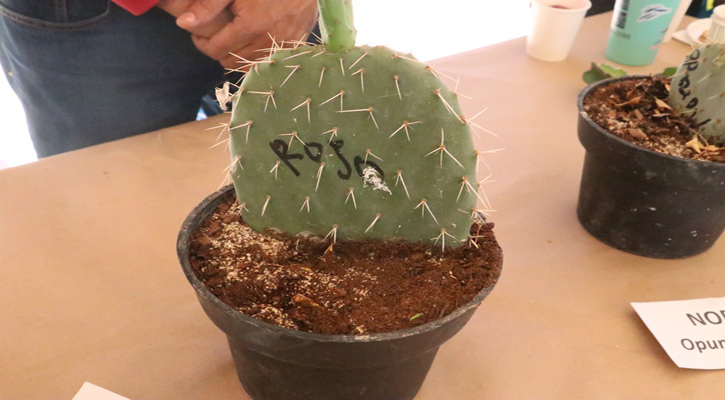 Impulsa UABCS la agricultura sostenible en zonas áridas mediante el estudio de cactáceas y frutales Impulsa UABCS la agricultura sostenible en zonas áridas mediante el estudio de cactáceas y frutales