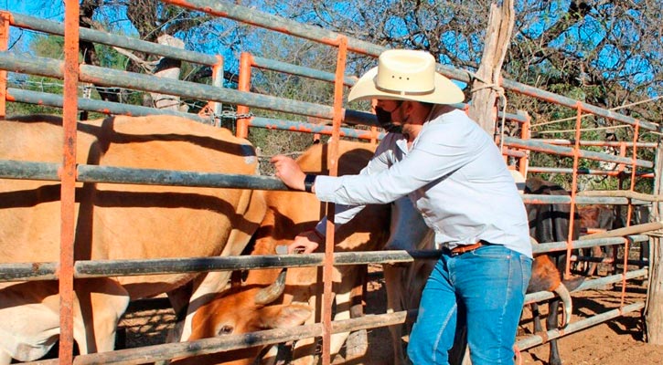 Apoyó el gobierno de BCS con 15.6 mdp al sector ganadero en el 2024 Apoyó el gobierno de BCS con 15.6 mdp al sector ganadero en el 2024